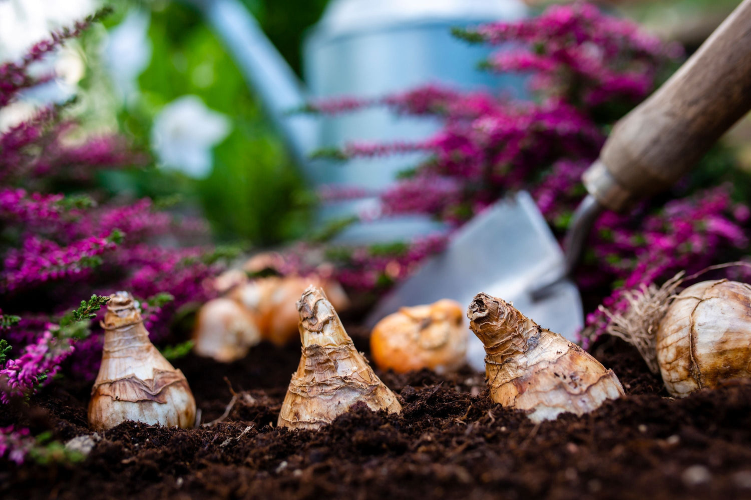 Premium Quality Soil: The Key to Healthy, Thriving Gardens