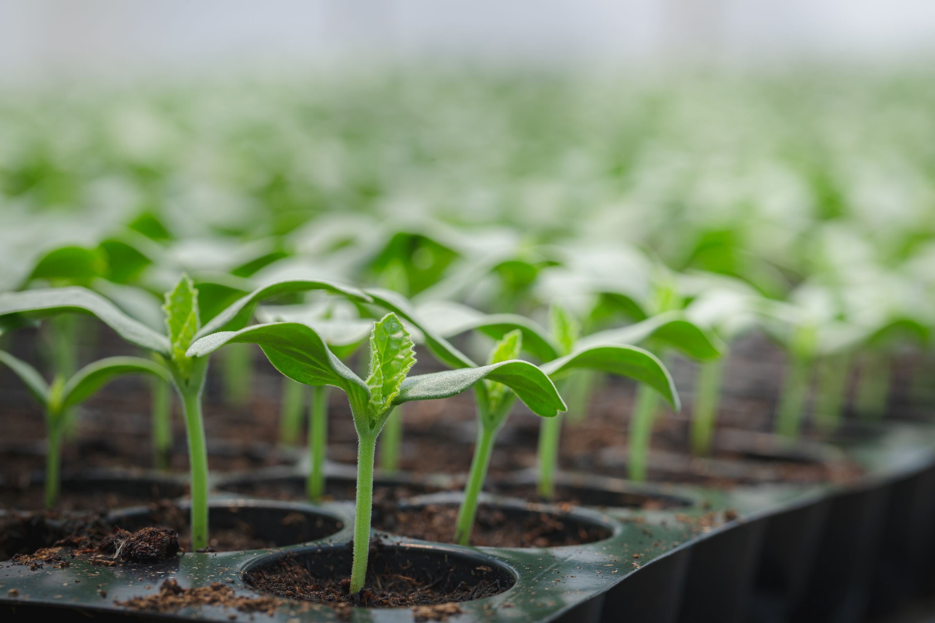 Living Soil Makes All the Difference for Your Greenhouse