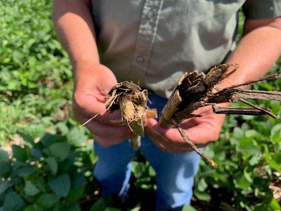 Biological Digestion of Crop Residue