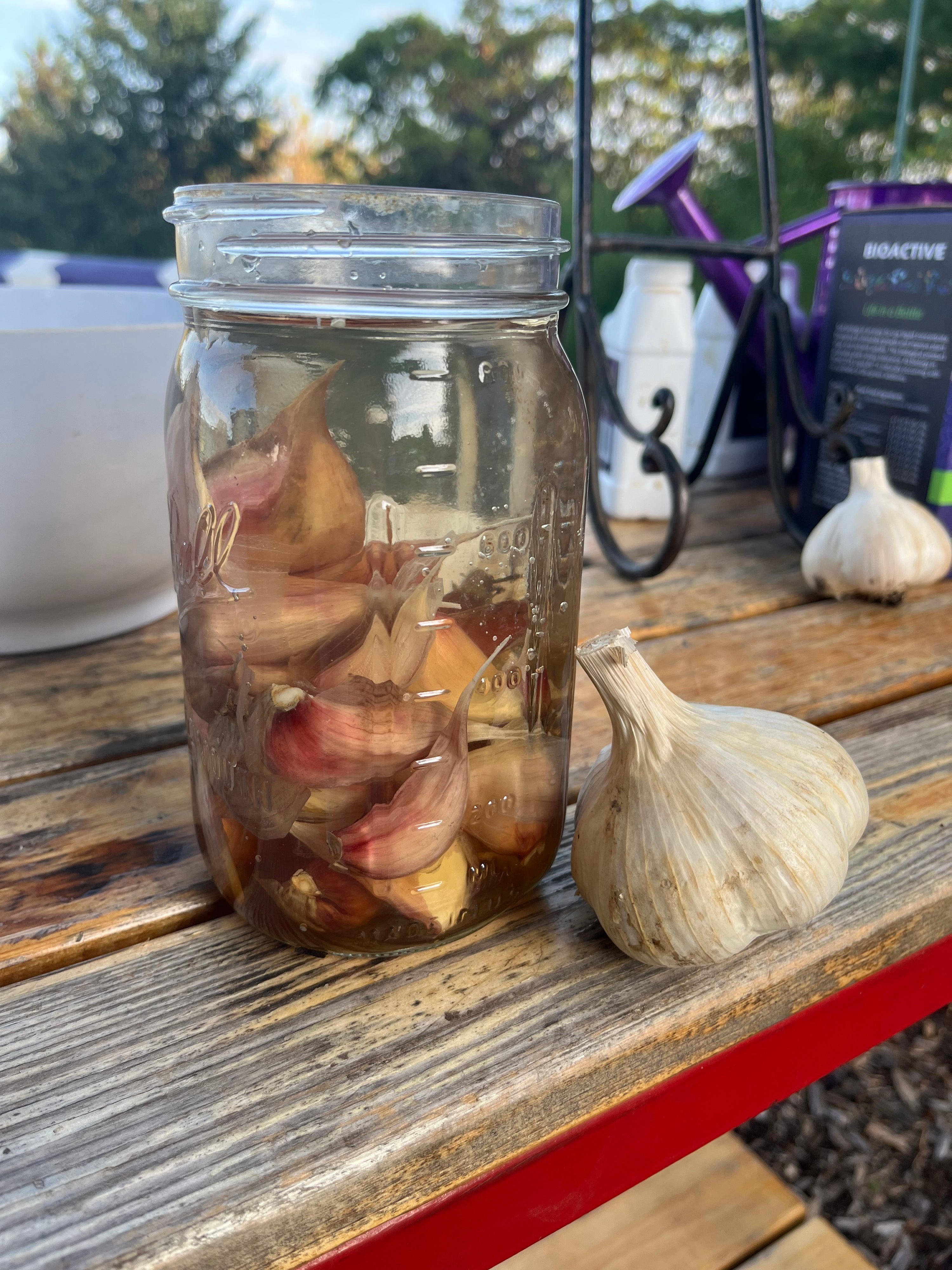 Fall Garlic: Bigger, Better, Tastier