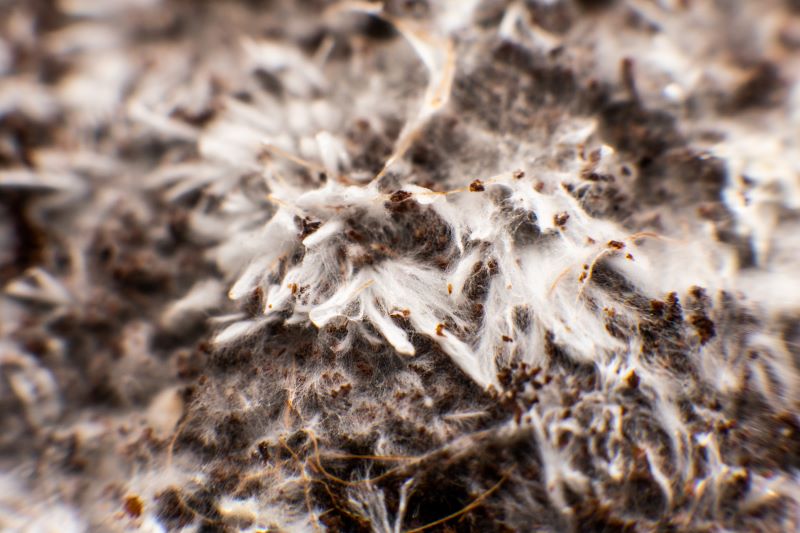 What’s That Fuzzy Stuff? Intro to Fungal Hyphae – Purple Cow Organics