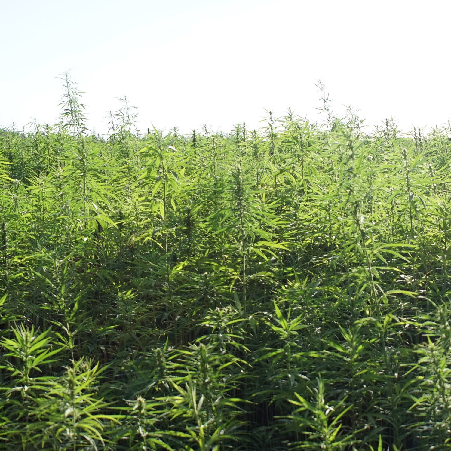 An Array of Hemp Questions