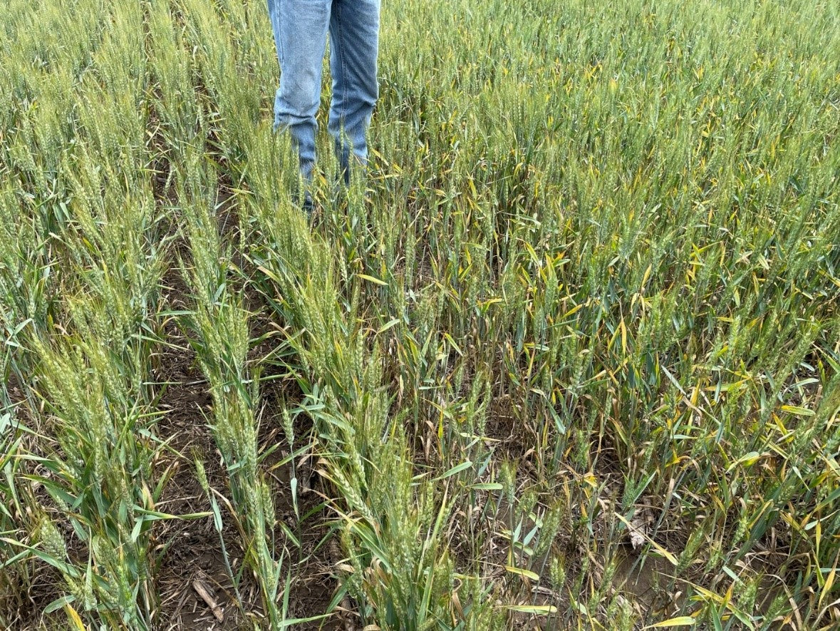 Why are farmers turning to biologicals for their winter wheat?