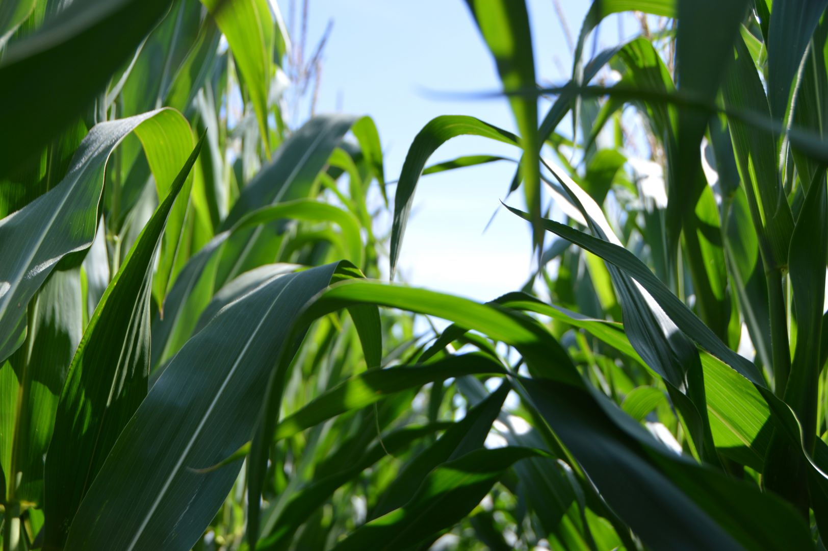 2020 Agri-Tech Consulting In-Furrow and Side-dress Organic Corn Trial (WI)