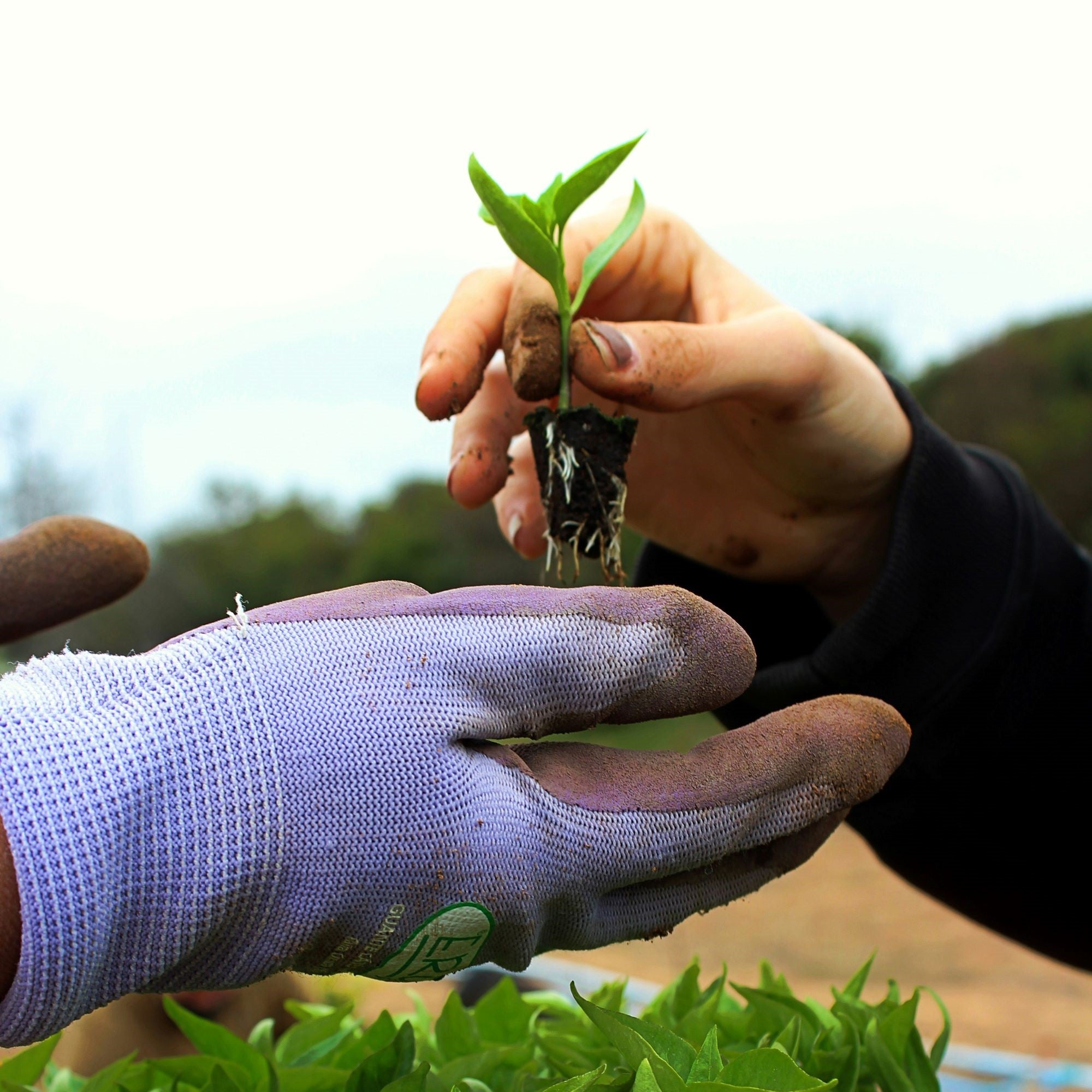 Seed Starting for Beginners: Growing Tips and Getting Outside